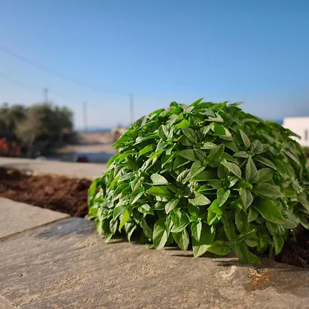 Ektoras House 펜션 아기오스 이오니스